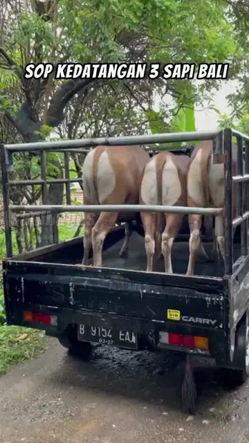 SOP-Kedatangan-3-Sapi-Bali-